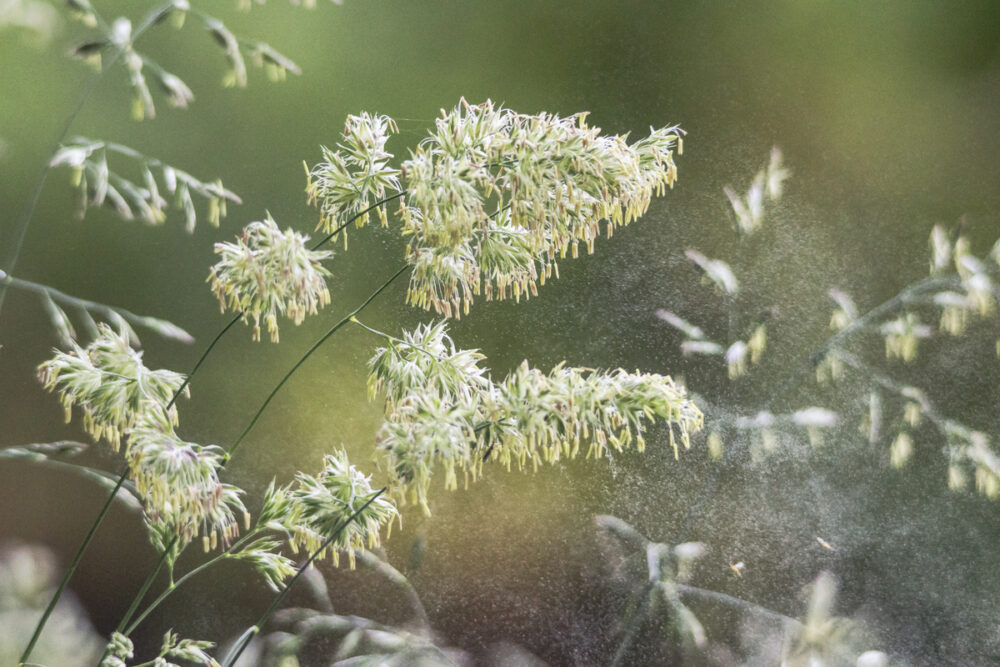 Pollen drifting off of a plant in the sun