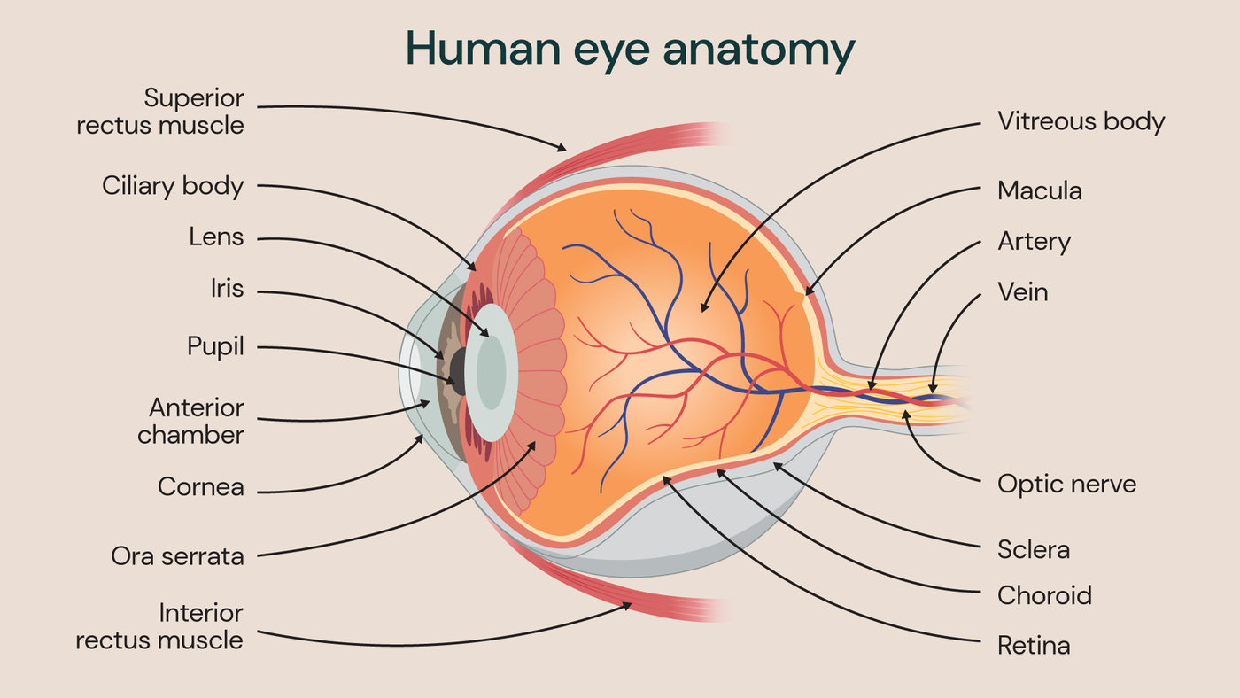 Anatomy of the human eye showing superior rectus muscle, ciliary body, lens, iris, pupil, anterior chamber, cornea, ora serrata, interior rectus muscle, vitreaous body, macula, eye artery and vein, optic nerve, sclera, choroid and retina.